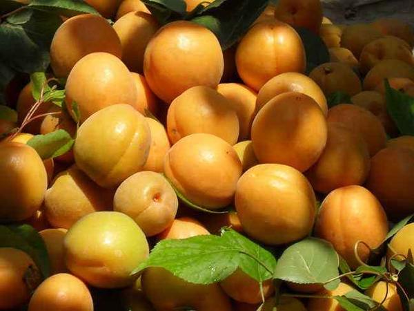 成县金太阳杏
